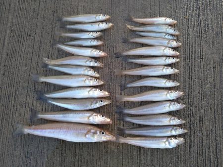 香住にてキス狙い